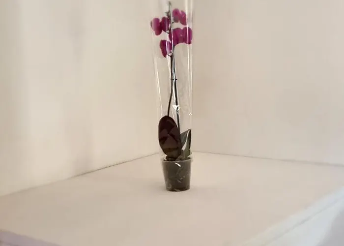 Дом отдыха Casa Orchidea *