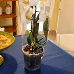 Hébergement de vacances Casa Orchidea